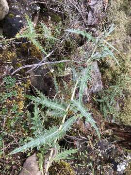 Sivun Cirsium taiwanense Y. H. Tseng & Chih Y. Chang kuva