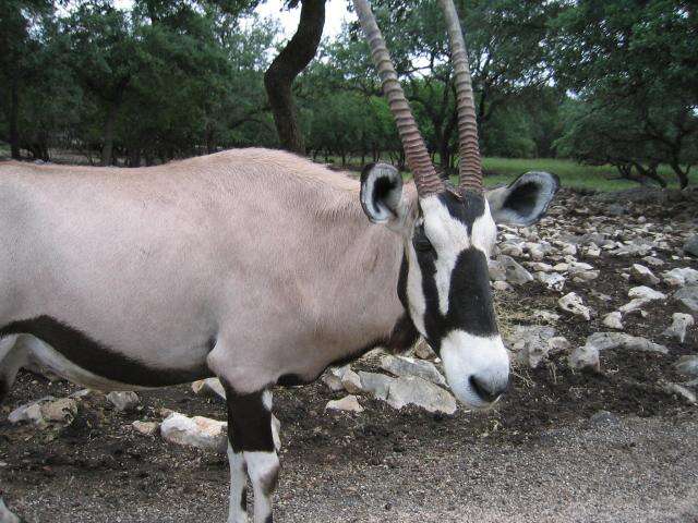 Image of Gemsbok