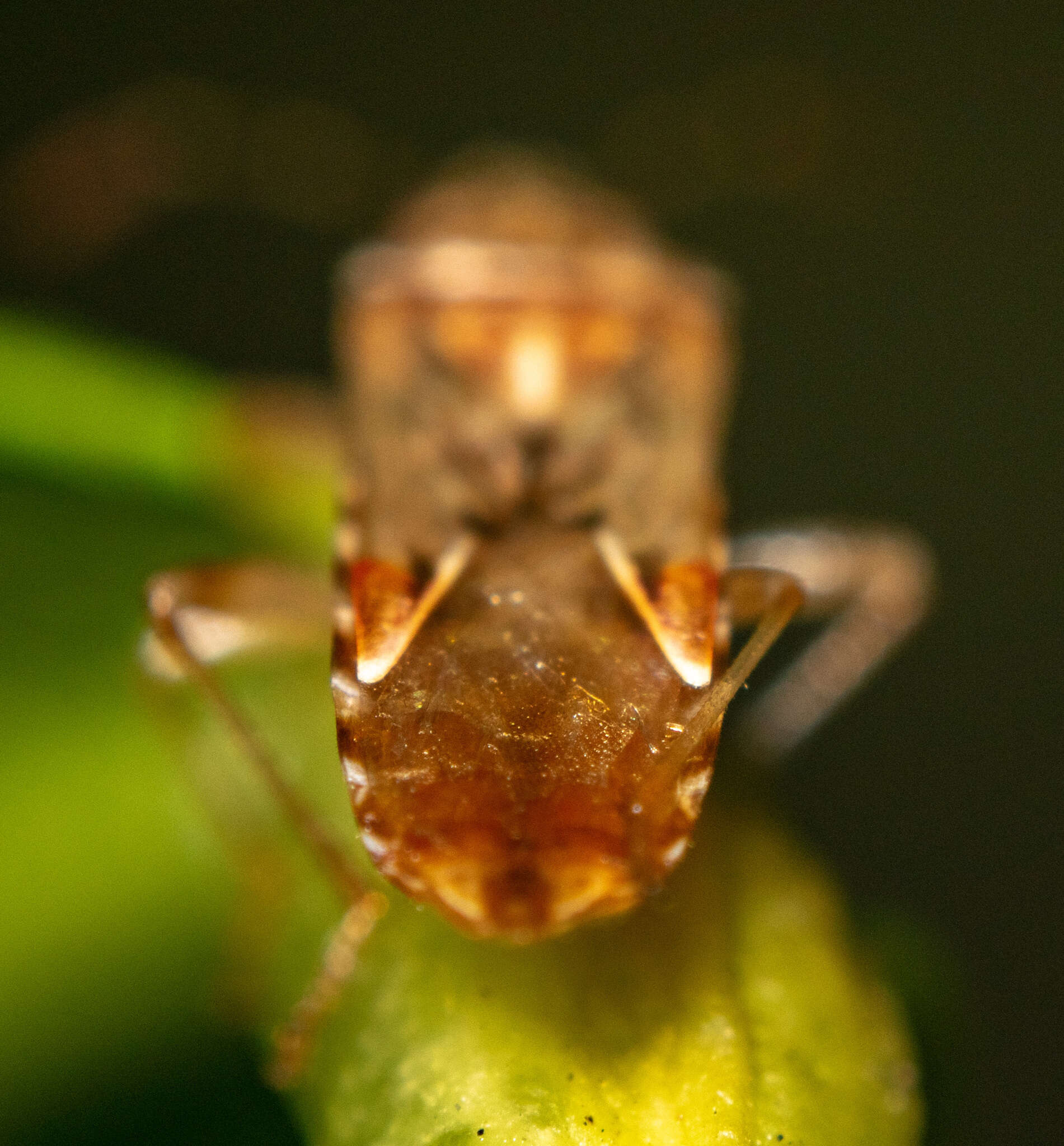 Image of sycamore seed bug