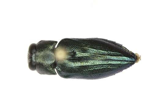 Chrysobothris analis Le Conte 1860的圖片