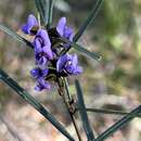 Image of Blue Bonnet