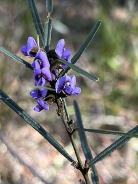 Image of Blue Bonnet