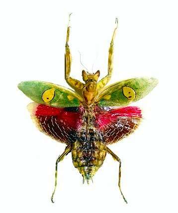 Image of Indian flower mantis