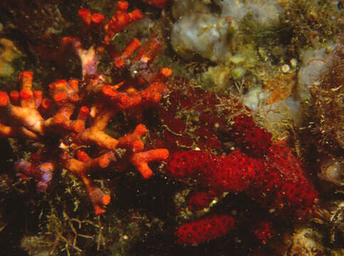 Image of sea finger