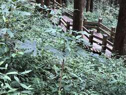 Image of Fatsia polycarpa Hayata