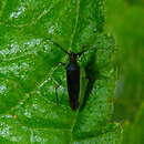 Sivun Neotropicomiris nordicus Carvalho & Fontes 1969 kuva