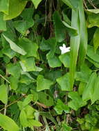 Image of ivy gourd