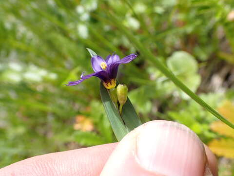 Sisyrinchium littorale Greene的圖片