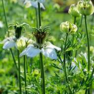 Image of black cumin