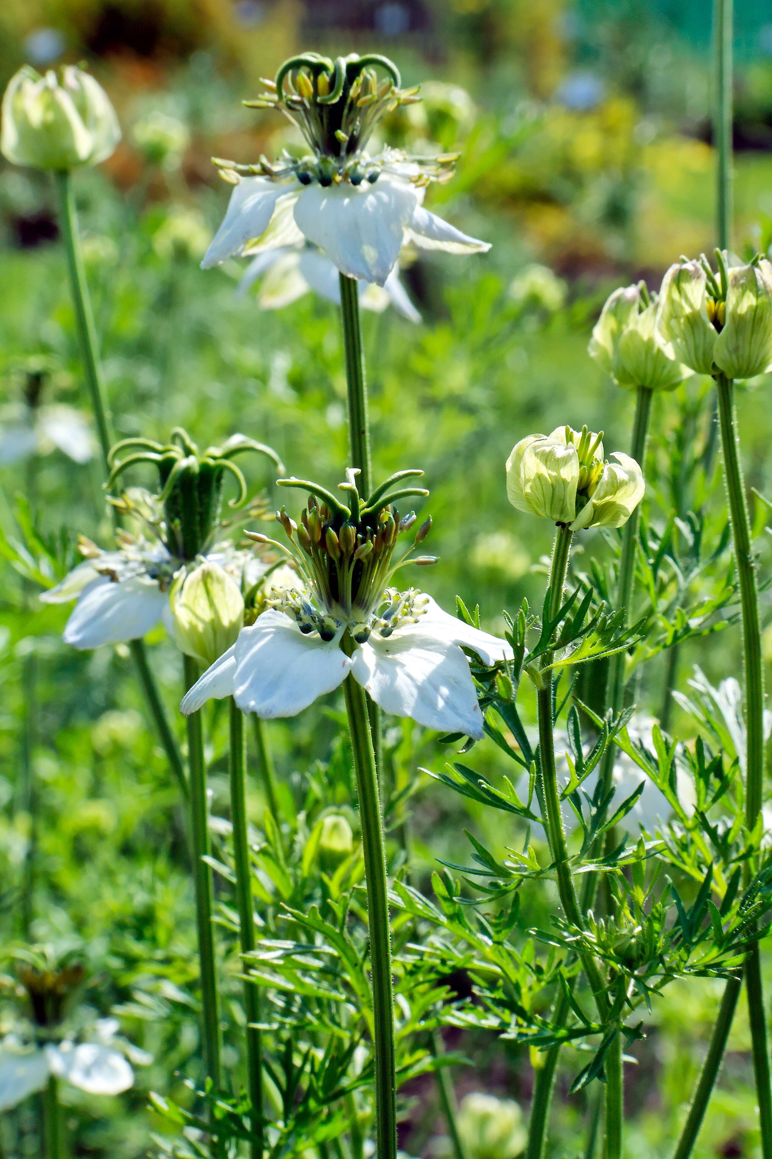 Image of black cumin