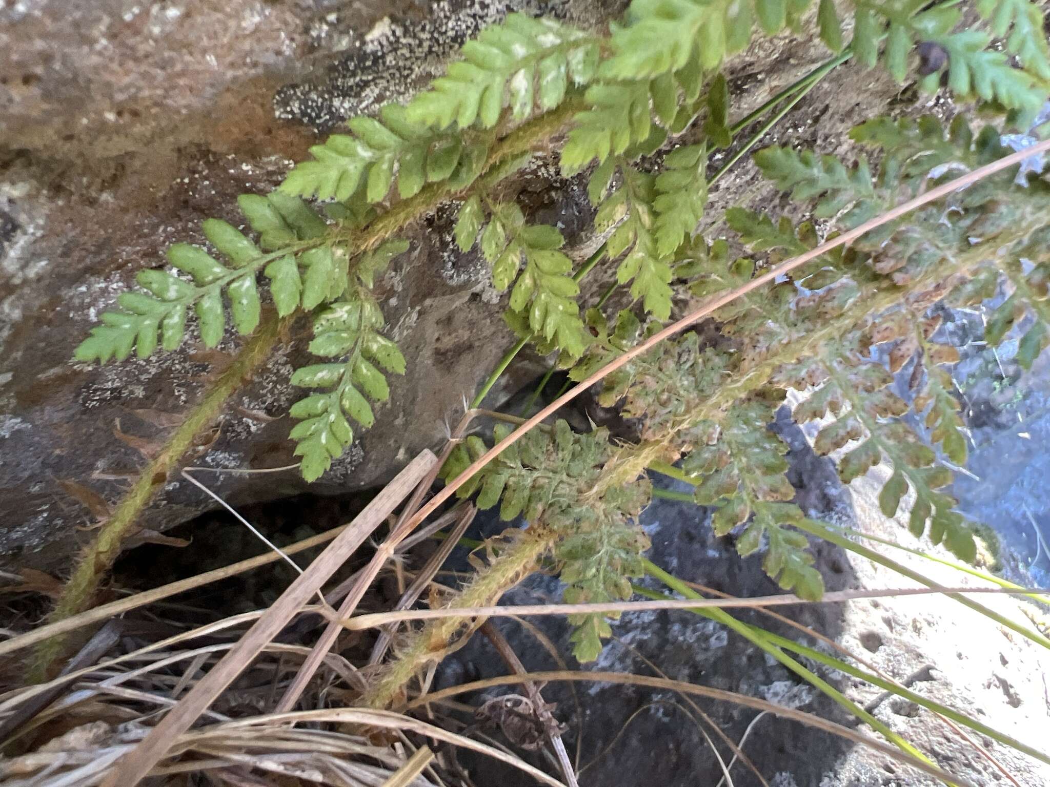 Polystichum haleakalense Brack.的圖片