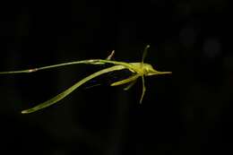 صورة Angraecum rhynchoglossum Schltr.