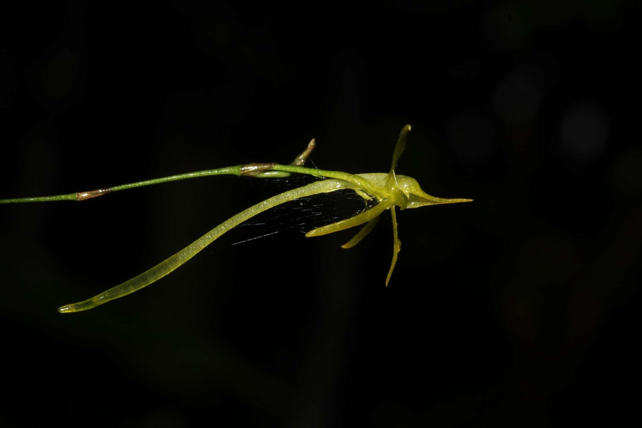 صورة Angraecum rhynchoglossum Schltr.