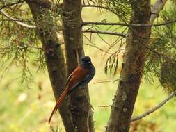 Image of African Paradise Flycatcher