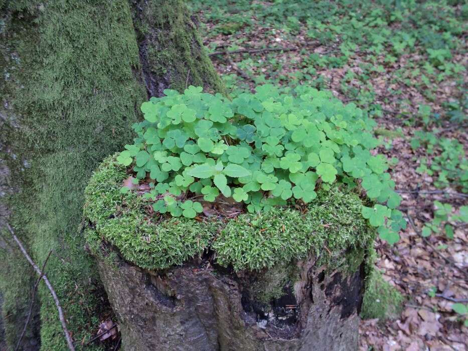 Imagem de Oxalis acetosella L.