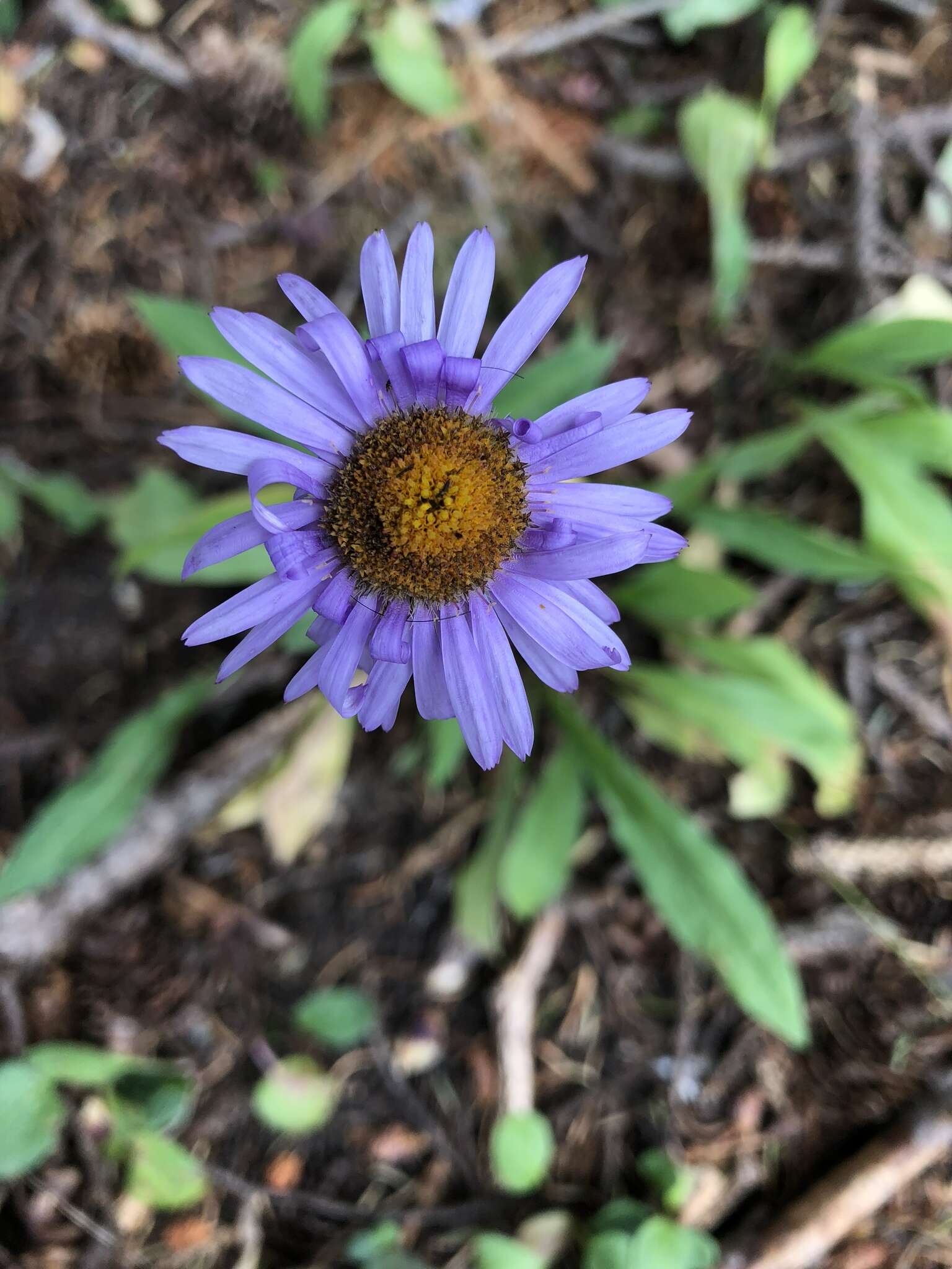 Image of Glacier Fleabane