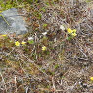 Image de <i>Ranunculus <i>eschscholtzii</i></i> var. eschscholtzii