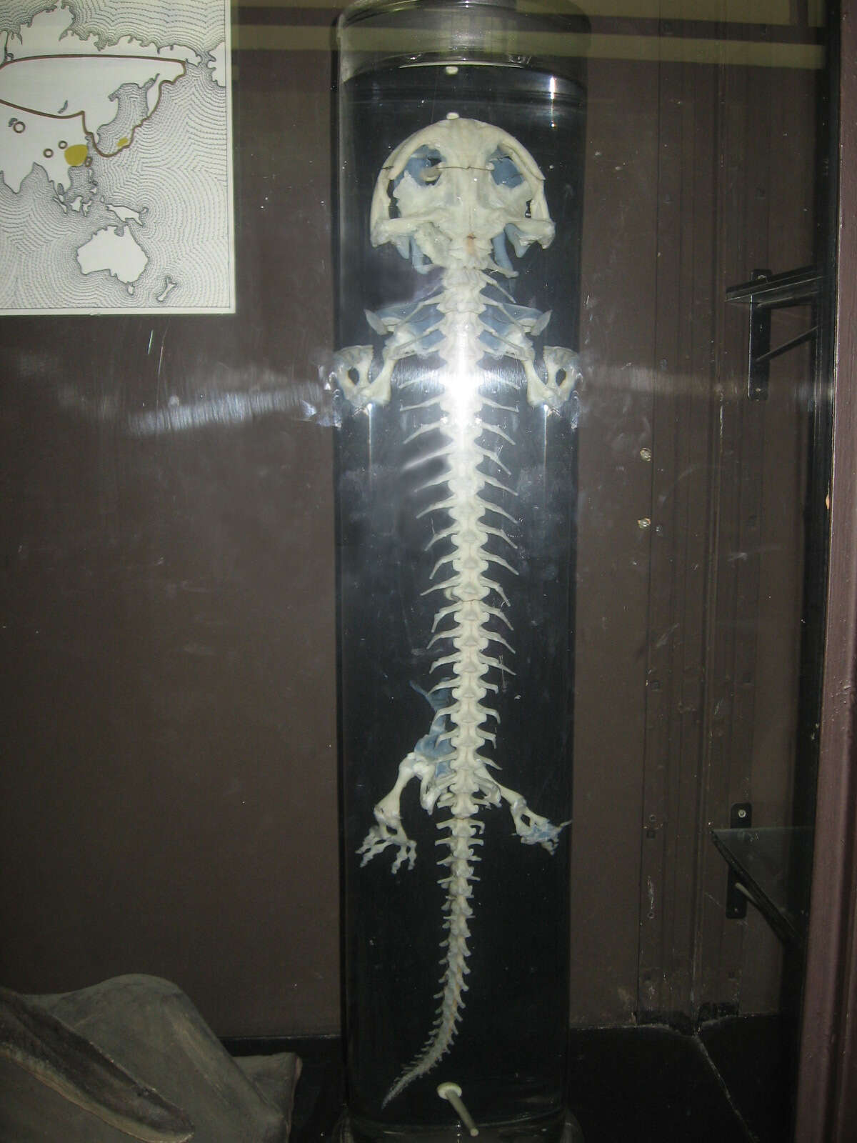 Image of Chinese giant salamander