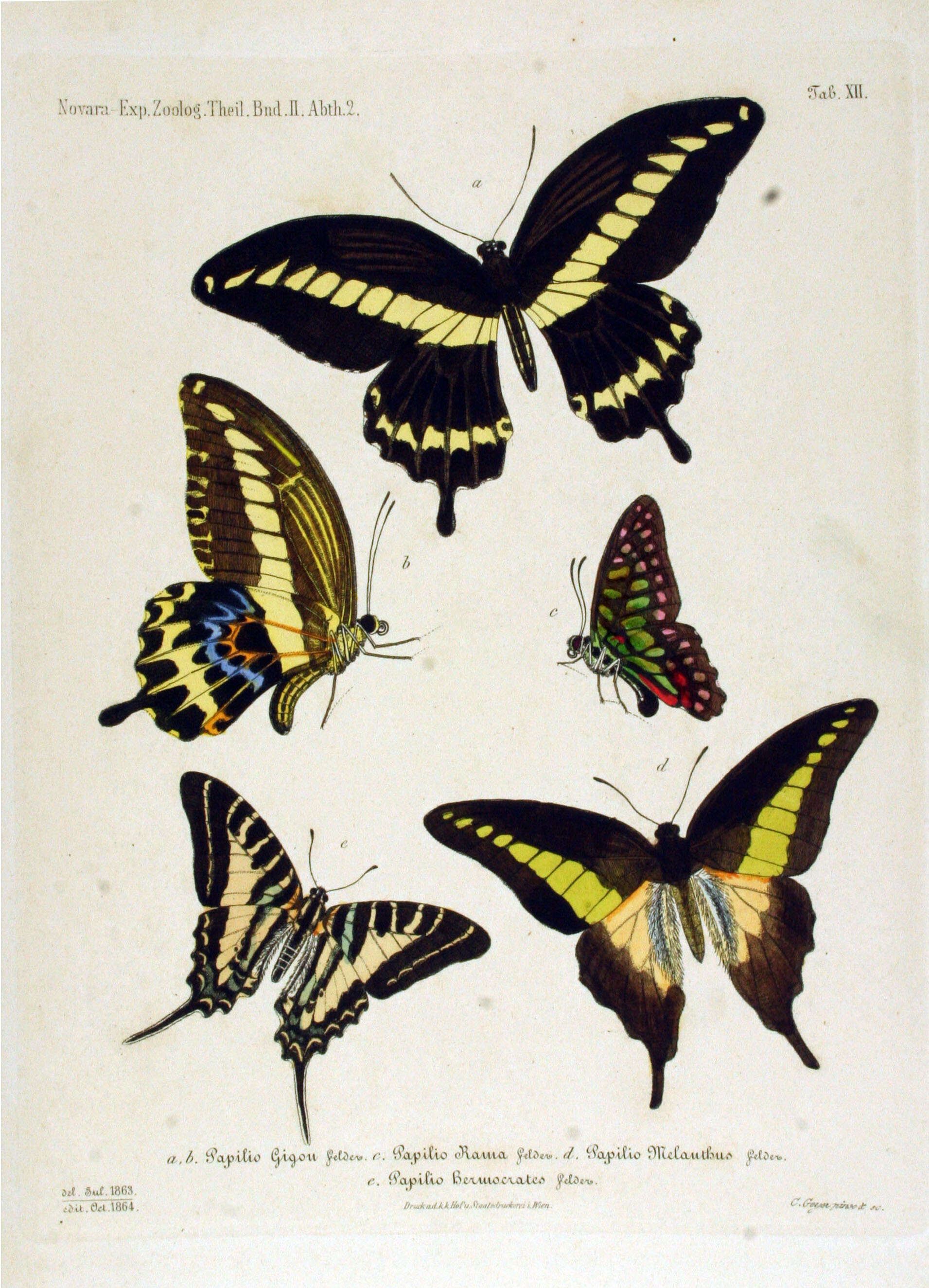 Sivun Papilio gigon Felder & Felder 1864 kuva