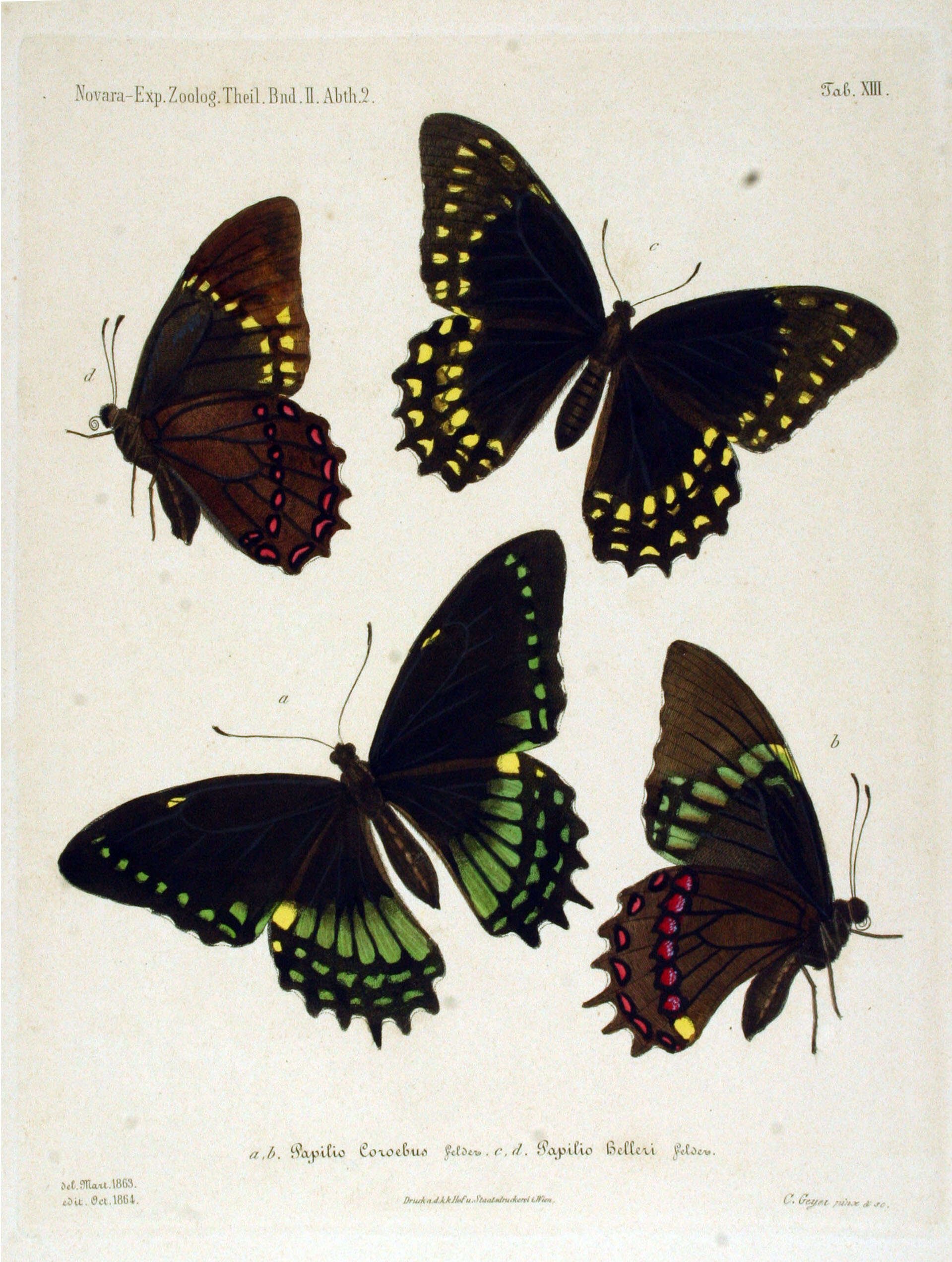 Image of Papilio menatius Hübner 1819