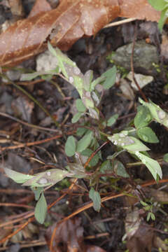 Imagem de Lathyrus laxiflorus (Desf.) Kuntze