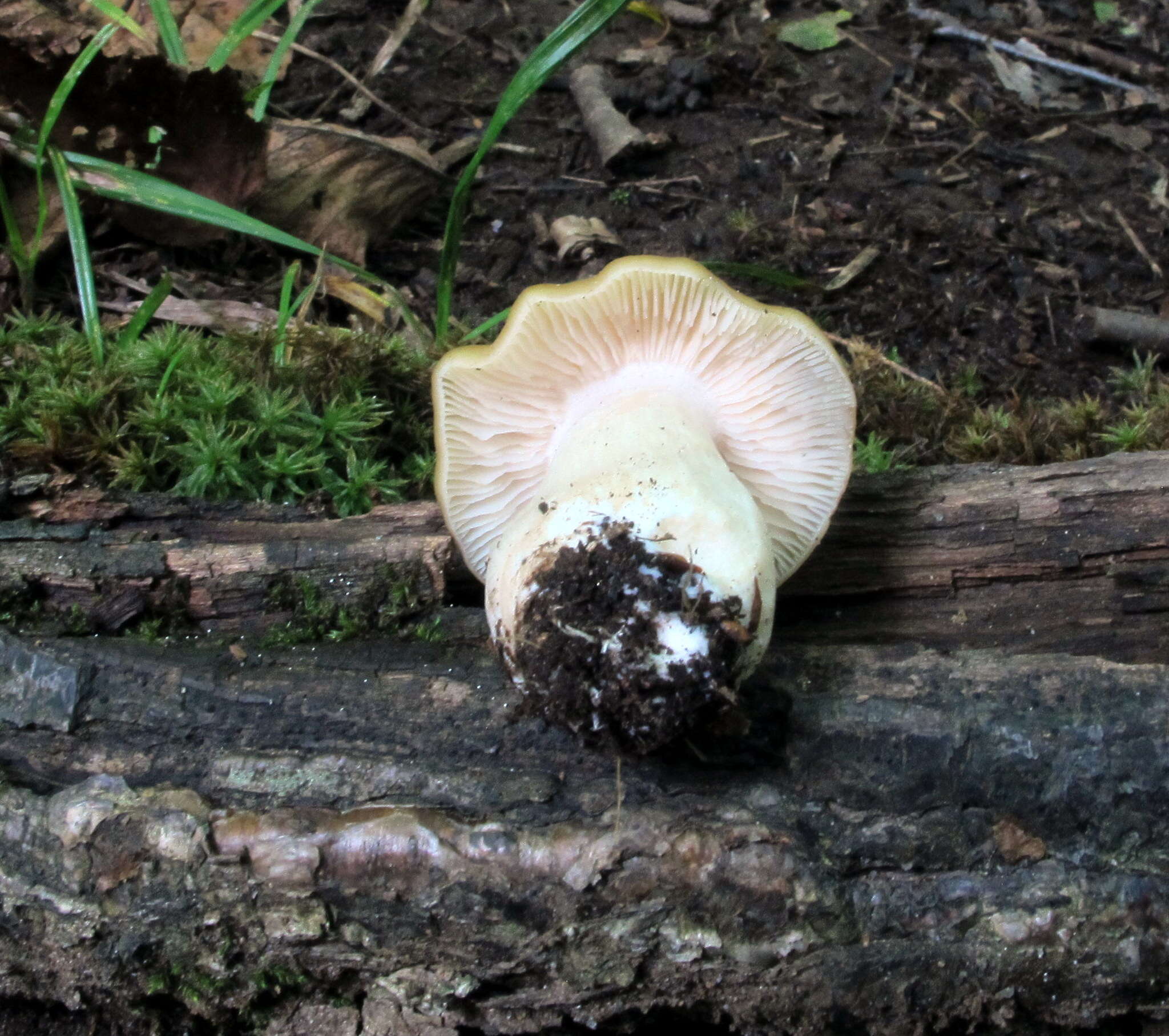 Image of Entoloma bicolor Murrill 1917