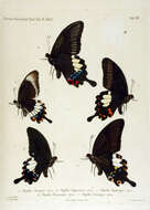 Слика од Papilio sataspes Felder & Felder 1864