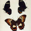 Image of Papilio tydeus Felder & Felder 1860