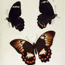 Papilio tydeus Felder & Felder 1860的圖片