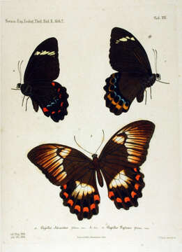 Image de Papilio tydeus Felder & Felder 1860