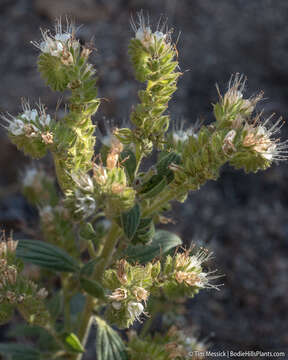 Phacelia heterophylla var. virgata (Greene) R. D. Dorn的圖片