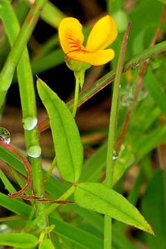 Image of Zornia dyctiocarpa var. dyctiocarpa