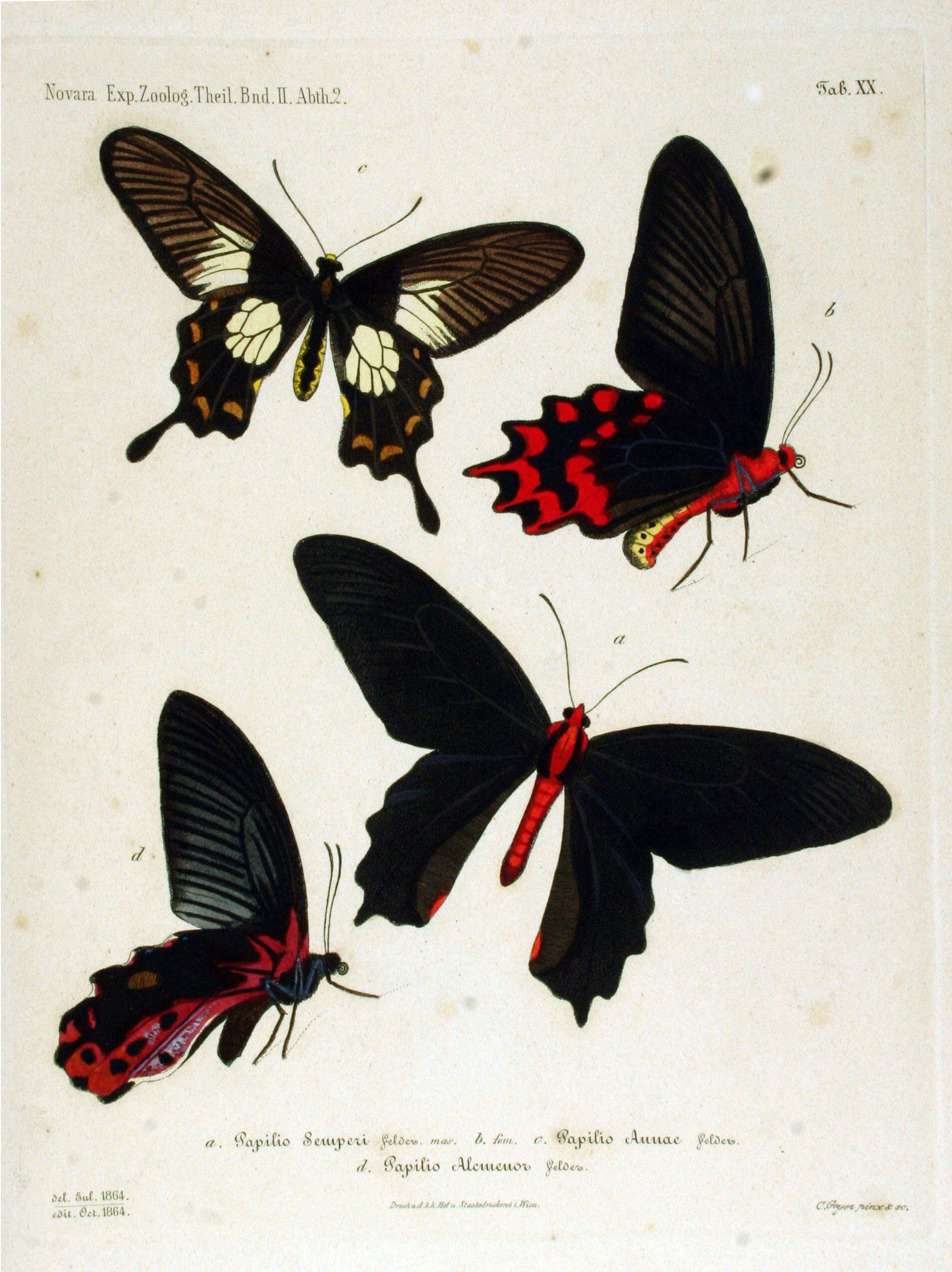 Sivun Papilio alcmenor Felder & Felder 1864 kuva