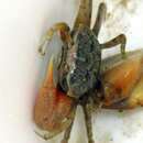 Image of Mudflat Fiddler Crab