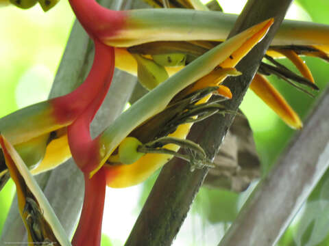 Image of Heliconia griggsiana L. B. Sm.