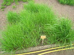 Image of Achnatherum calamagrostis (L.) P. Beauv.