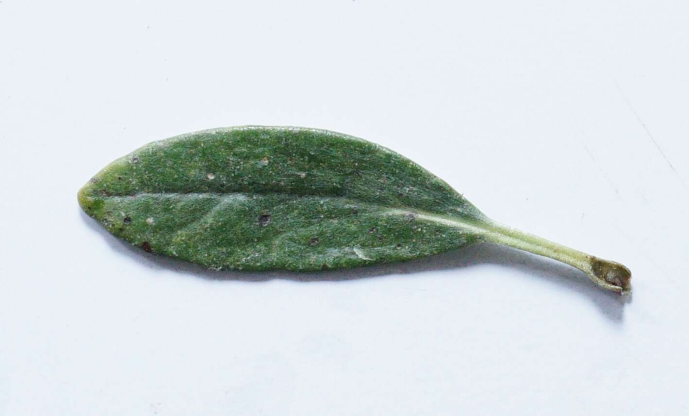 Image of Brachyglottis adamsii (Cheesem.) B. Nord.