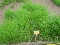 Plancia ëd Achnatherum calamagrostis (L.) P. Beauv.