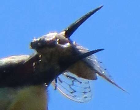 Image of Oxypleura lenihani Boulard 1985