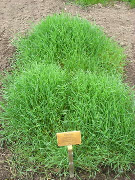 Aegilops neglecta Req. ex Bertol. resmi