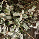 Image of Euchiton umbricola (Willis) A. A. Anderberg