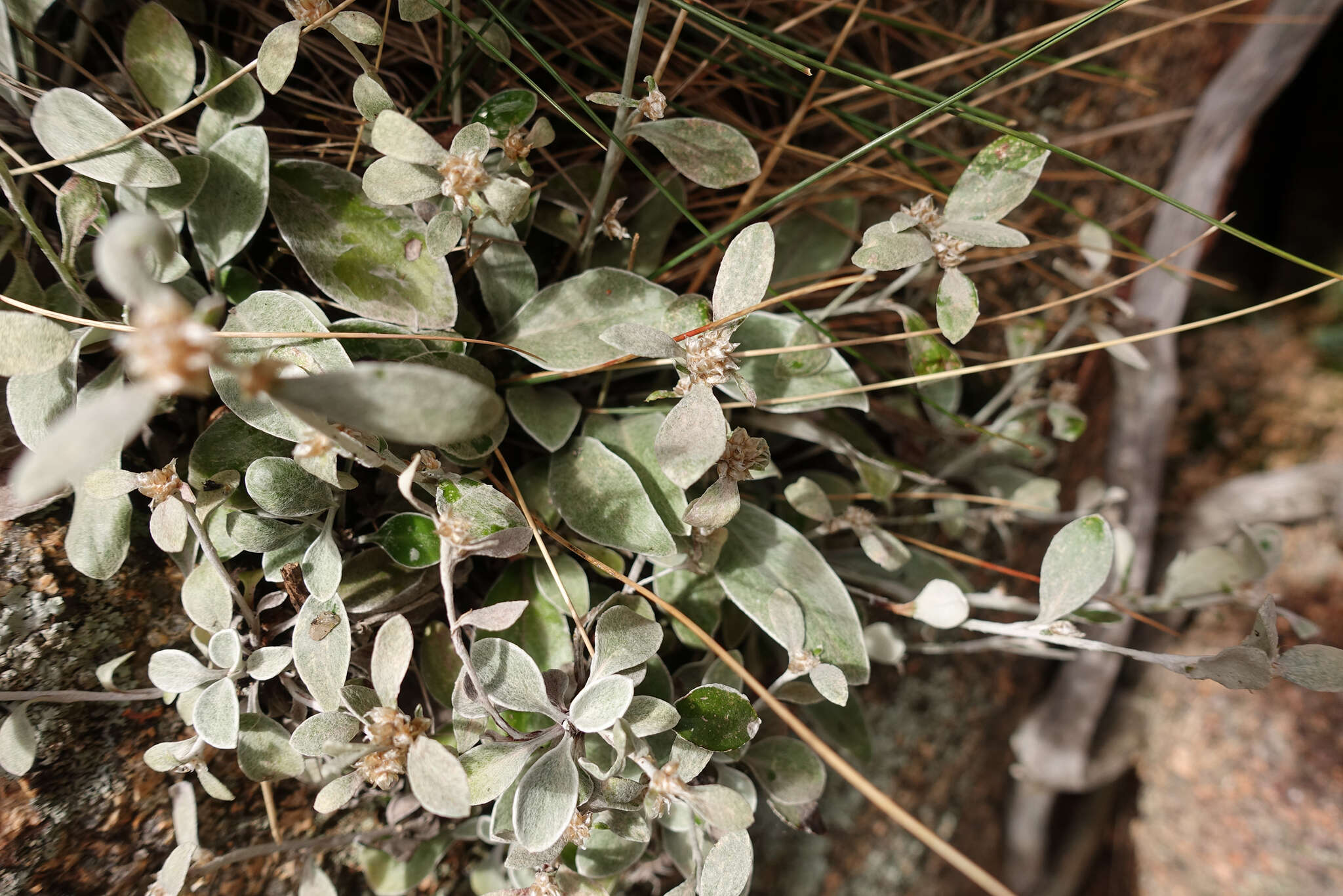 Image of Euchiton umbricola (Willis) A. A. Anderberg