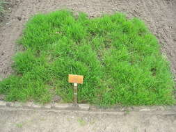 Image of Colonial bent(grass)