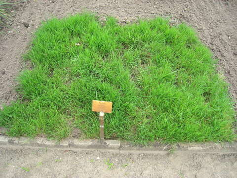 Imagem de Agrostis capillaris L.