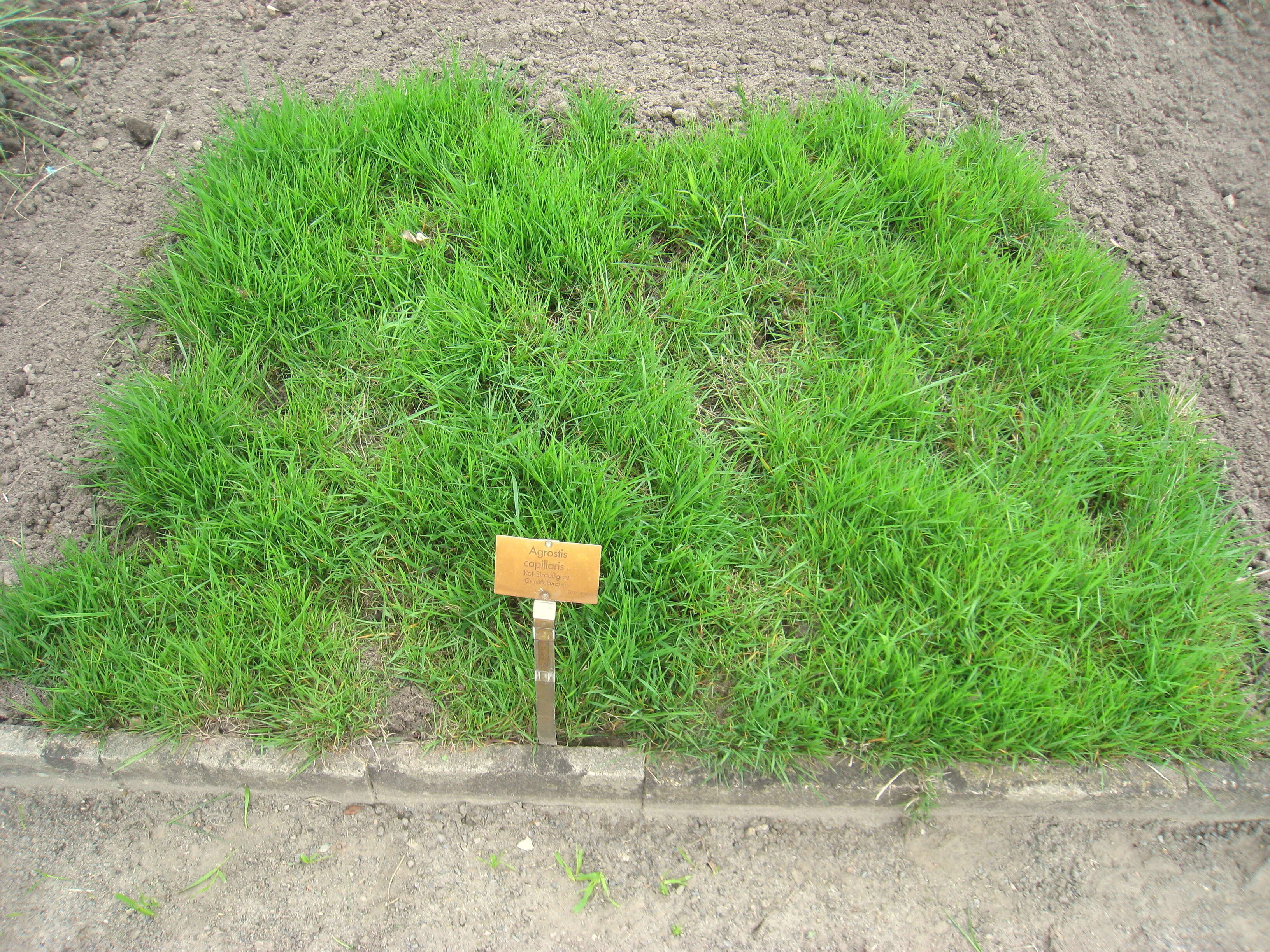 Image of Colonial bent(grass)