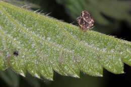 Image of Nedyus quadrimaculatus (Linnaeus & C. 1758)