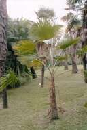 Image of Khasia Hills Fan Palm