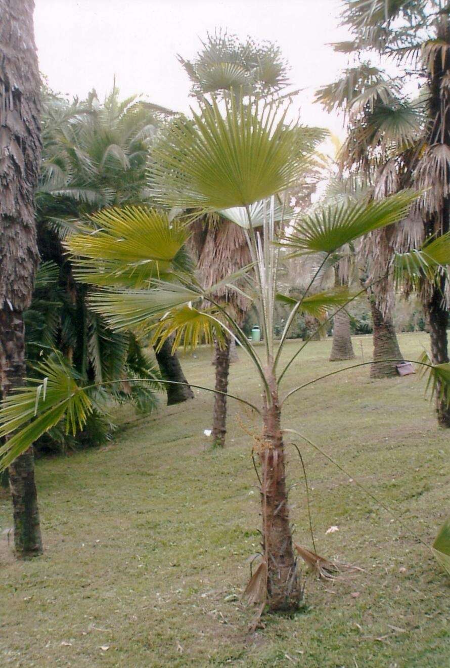 Trachycarpus martianus (Wall. ex Mart.) H. Wendl. resmi