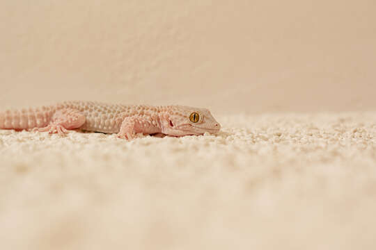 Image of Moorish Gecko