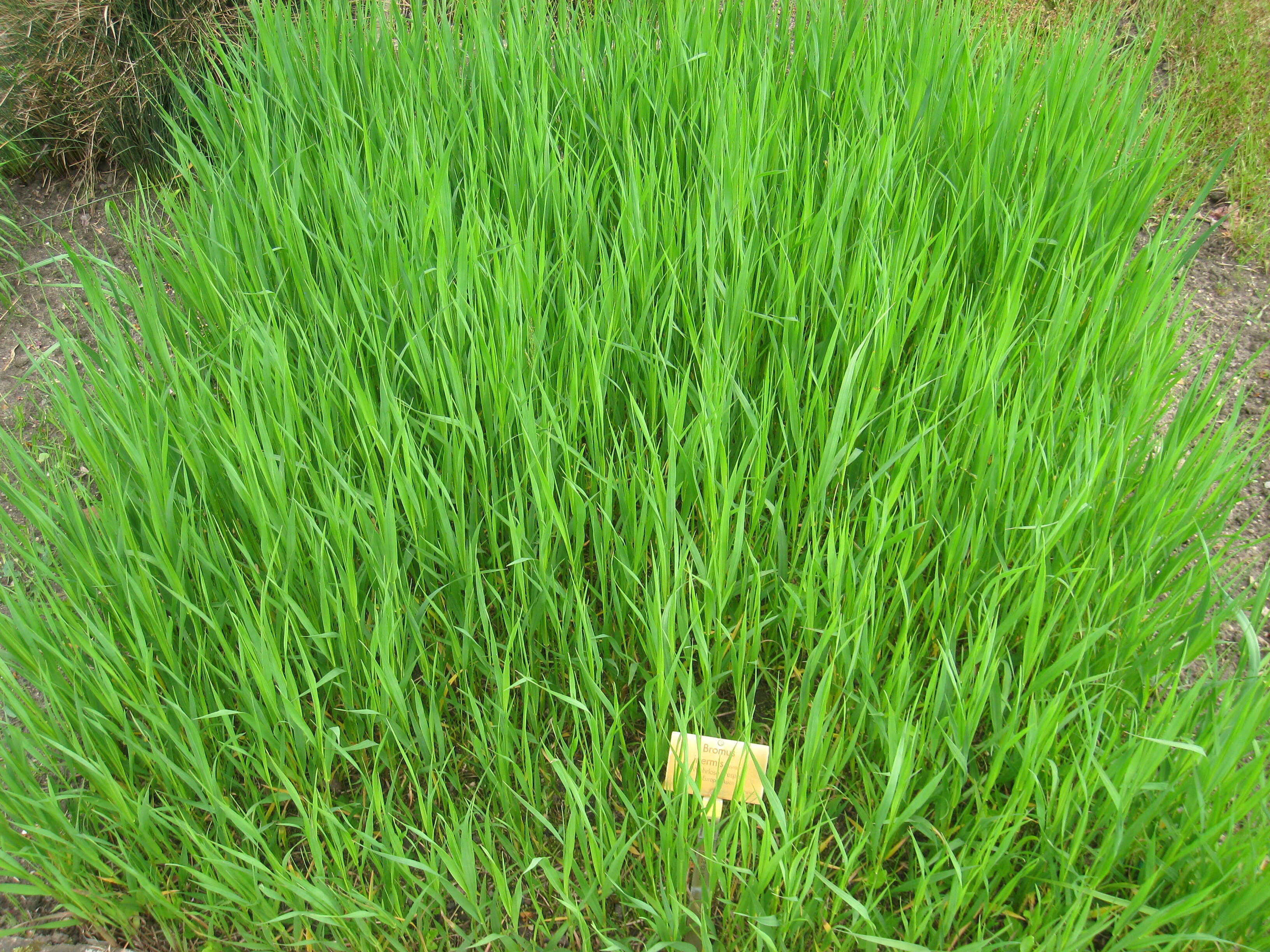 Image of smooth brome
